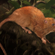 This is an illustration of the new species, Uromys vika. Image: Velizar Simeonovski, The Field Museum